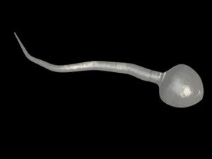 sperm cells 3D Model