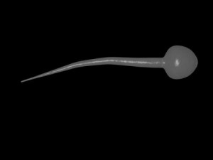 sperm cells 3D Model