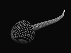 sperm cells 3D Model