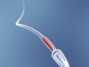sperm Model 3D
