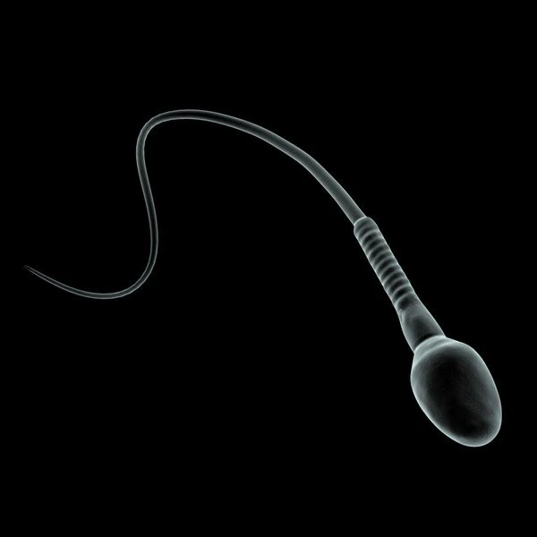 human sperm cell microscope 3D Model .c4d .max .obj .3ds .fbx .stl .blend 