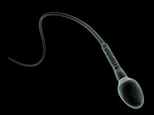human sperm cell microscope Model 3D