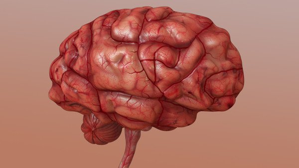 brain Model 3D .c4d .max .obj .3ds .fbx .stl .blend 