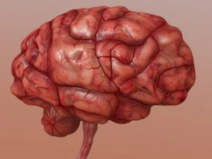 brain 3D Model