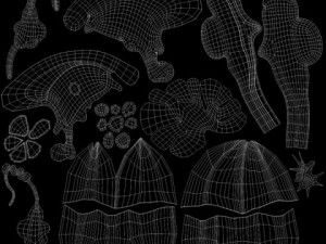 brain Model 3D