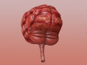 brain Model 3D