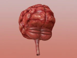 brain 3D Model
