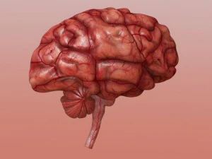 brain 3D Model