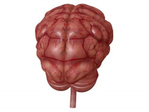 brain Model 3D
