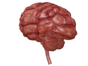 brain Model 3D