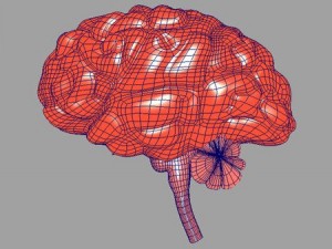 brain Model 3D
