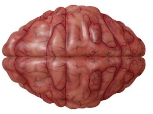 brain Model 3D