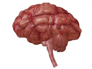 brain Model 3D