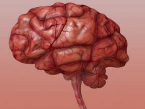 brain Model 3D