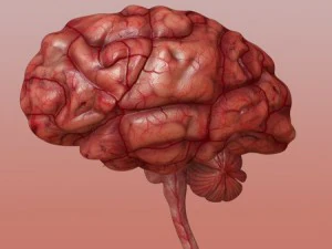 brain 3D Model