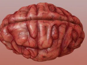 brain 3D Model