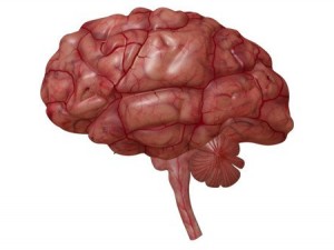 brain Model 3D