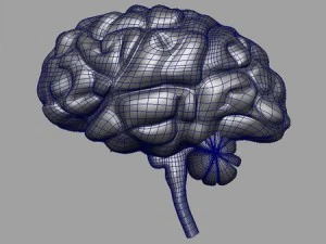 brain 3D Model