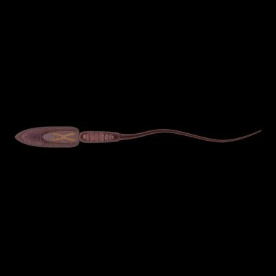 sperm max 3D Model .c4d .max .obj .3ds .fbx .stl .blend 