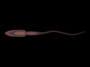 sperm max Model 3D