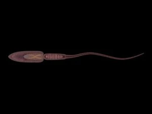 sperma max 3D Model
