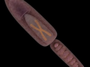 sperm max 3D Модель