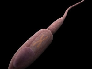 sperm max 3D Модель