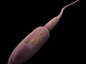 sperm max 3D Model