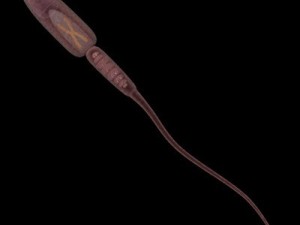 sperm max 3D Модель
