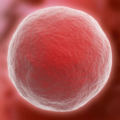 ovum Model 3D .c4d .max .obj .3ds .fbx .stl .blend 