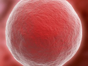 ovum Model 3D