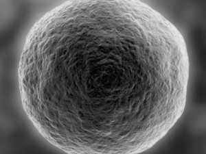 ovum Model 3D