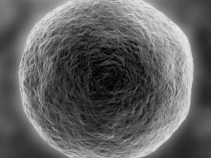 ovum 3D Model
