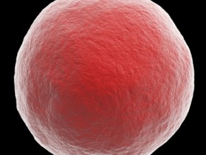 ovum Model 3D