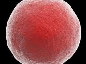 ovum 3D Model