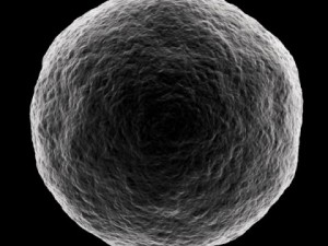 ovum Model 3D
