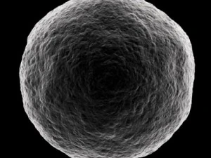 ovum 3D Model