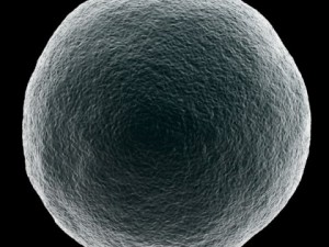 ovum Model 3D