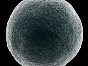 ovum 3D Model