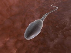 sperm  animated 3D Model