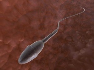 sperm  animated 3D Model