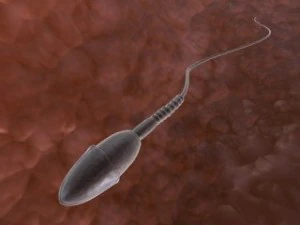 sperm  animated 3D Model