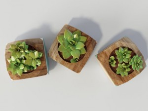 plants 3D Model