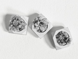 plants 3D Model