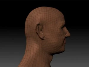 human bust 3D Model