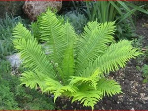 パパラトニク 3Dモデル