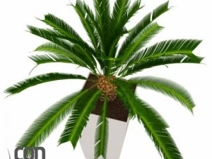 potted plants 3D Model