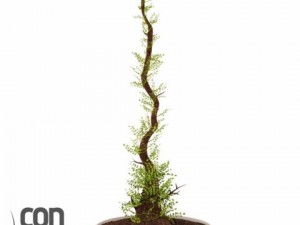 potted plants 3D Модель