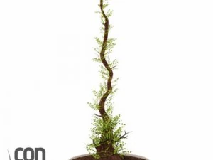 potted plants 3D Model