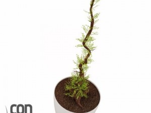 potted plants 3D Модель